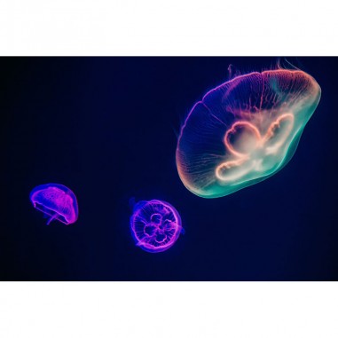 Πίνακας σε καμβά Jelly fish.jpg